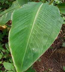 Musa
