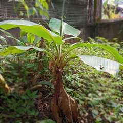 Musa