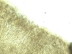 Lyophyllum aemiliae