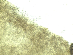 Lyophyllum aemiliae