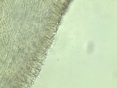 Lyophyllum aemiliae