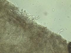 Lyophyllum aemiliae