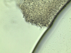 Lyophyllum aemiliae