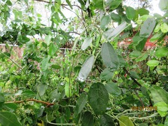 Cocculus diversifolius