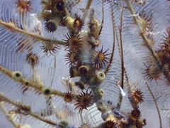 Hydrozoanthus gracilis