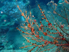 Hydrozoanthus gracilis