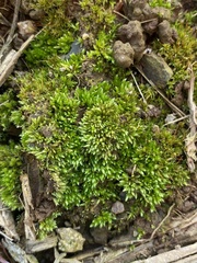 Bryum dichotomum