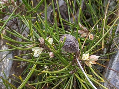 Hakea lissosperma