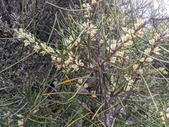 Hakea lissosperma