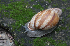 Megalobulimus lopesi