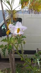 Solanum sisymbriifolium