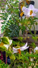 Solanum sisymbriifolium