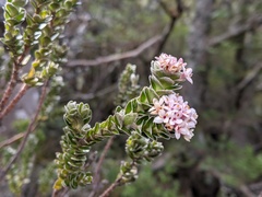 Pimelea sericea