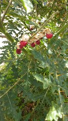 Solanum sisymbriifolium