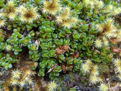 Schizacme montana
