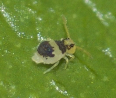 Deuterosminthurus bicinctus