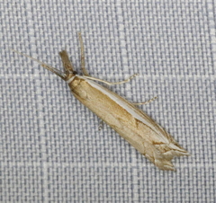 Raphiptera argillaceellus