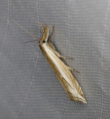 Raphiptera argillaceellus