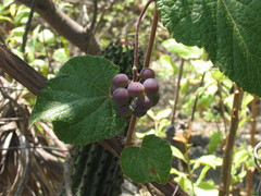 Vitis peninsularis