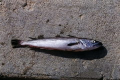 Merluccius merluccius