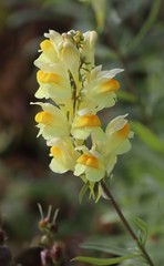 Linaria vulgaris