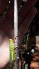 Zoniopoda similis