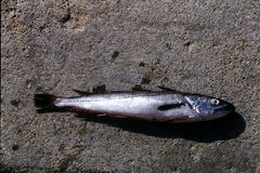 Merluccius merluccius