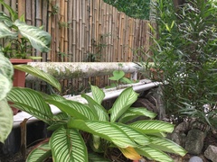 Goeppertia elliptica