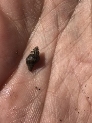 Paciocinebrina gracillima