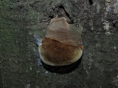 Fomitiporia hartigii