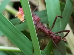 Acromyrmex