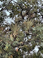 Tillandsia makoyana