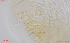 Dacrymyces corticioides