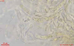 Dacrymyces corticioides