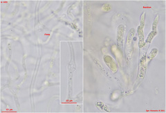 Dacrymyces corticioides