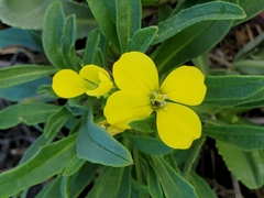 Erysimum menziesii