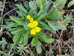 Erysimum menziesii