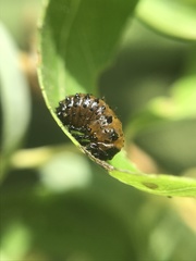 Plagiodera erythroptera