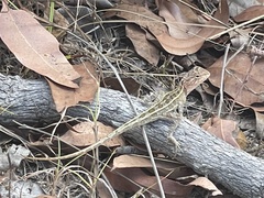 Diporiphora australis