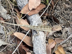 Diporiphora australis