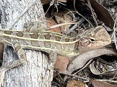 Diporiphora australis