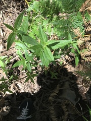 Prostanthera lasianthos