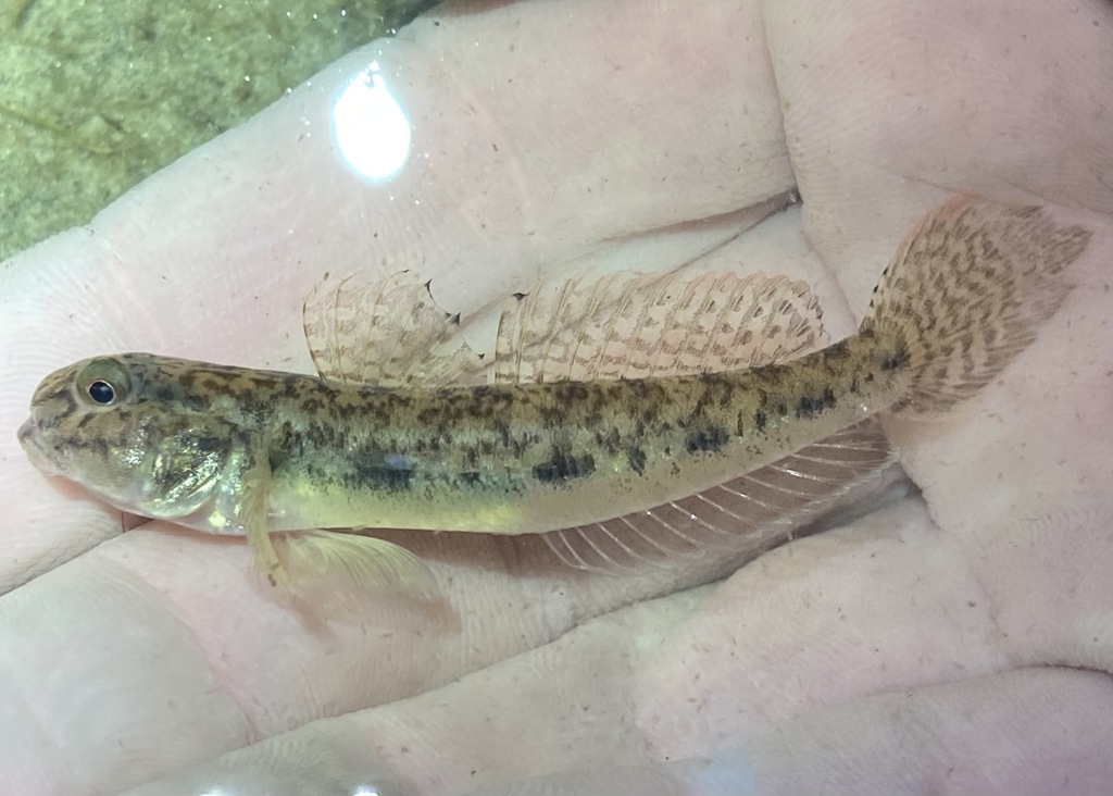 Freshwater Goby