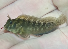 Hypsoblennius ionthas