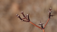 Chorizanthe fimbriata