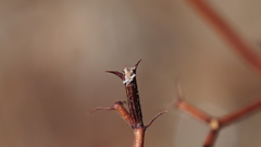 Chorizanthe fimbriata