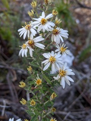 Olearia phlogopappa
