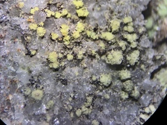 Biatora appalachensis