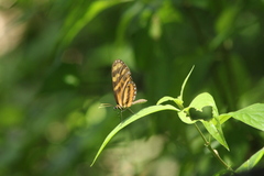 Mechanitis lysimnia utemaia