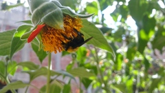 Bombus steindachneri